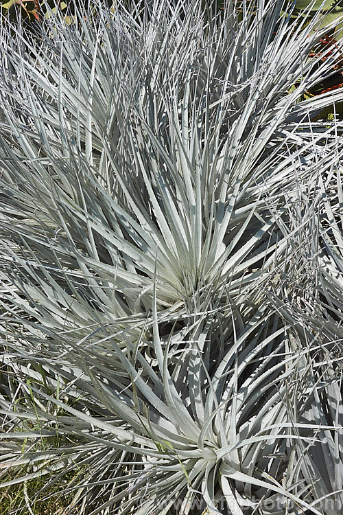 Puya venusta, a clumping terrestrial bromeliad native to Chile, where it is considered to be endangered in the wild. It blooms in summer and the flower stems are over 1m tall. The deep purple blue flowers contrast with the reddish pink of the stems and sepals. The foliage is a striking silver-grey and is edged with fierce spines