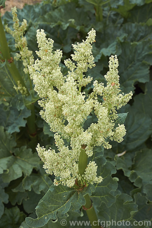 The flowerhead of Rhubarb (<i>Rheum x cultorum</i>), a rhizomatous perennial grown for its edible leaf stalks, which are red when ready to eat. It dies away completely in autumn but develops rapidly from late winter. In cultivation, the flowers are usually removed to help prolong foliage development