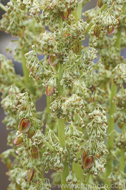 The flowers and developing seeds of Rhubarb (<i>Rheum x cultorum</i>), a rhizomatous perennial grown for its edible leaf stalks, which are red when ready to eat. It dies away completely in autumn but develops rapidly from late winter. In cultivation, the flowers are usually removed to help prolong foliage development