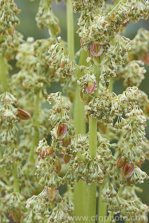 The flowers and developing seeds of Rhubarb (<i>Rheum x cultorum</i>), a rhizomatous perennial grown for its edible leaf stalks, which are red when ready to eat. It dies away completely in autumn but develops rapidly from late winter. In cultivation, the flowers are usually removed to help prolong foliage development