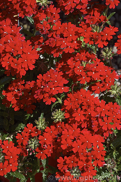 Verbena x hybrida 'Fire Chief', one of the many cultivars resulting from hybridising between several species. These perennials are often treated as annuals and are available in many colours 'Fire Chief' has bight red flowers in abundance. verbena-2396htm'>Verbena. .
