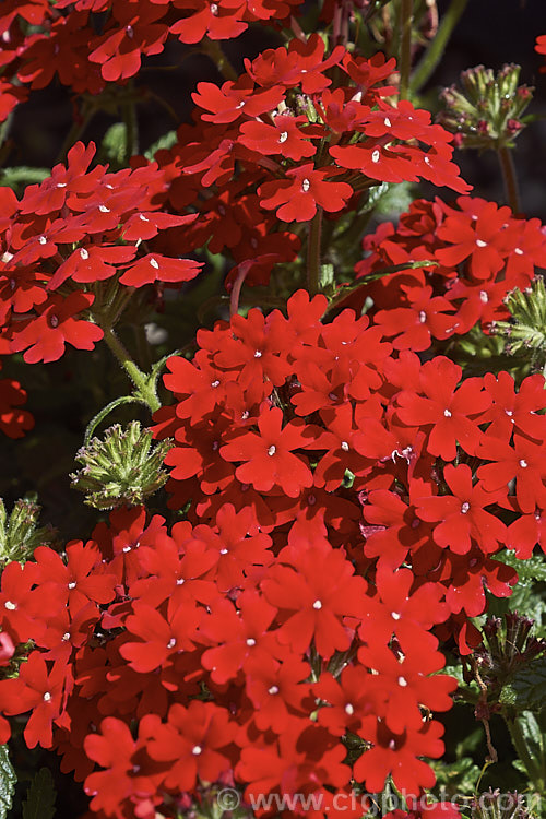 Verbena x hybrida 'Fire Chief', one of the many cultivars resulting from hybridising between several species. These perennials are often treated as annuals and are available in many colours 'Fire Chief' has bight red flowers in abundance. verbena-2396htm'>Verbena. .