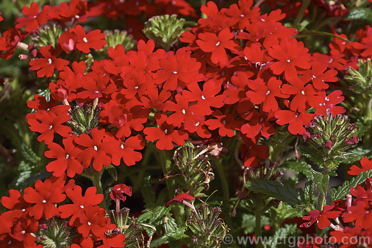 Verbena x hybrida 'Fire Chief', one of the many cultivars resulting from hybridising between several species. These perennials are often treated as annuals and are available in many colours 'Fire Chief' has bight red flowers in abundance. verbena-2396htm'>Verbena. .