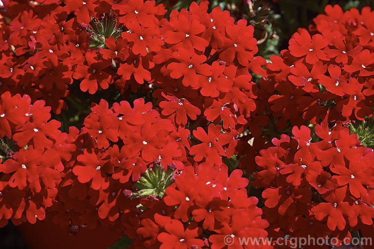 Verbena x hybrida 'Fire Chief', one of the many cultivars resulting from hybridising between several species. These perennials are often treated as annuals and are available in many colours 'Fire Chief' has bight red flowers in abundance. verbena-2396htm'>Verbena. .