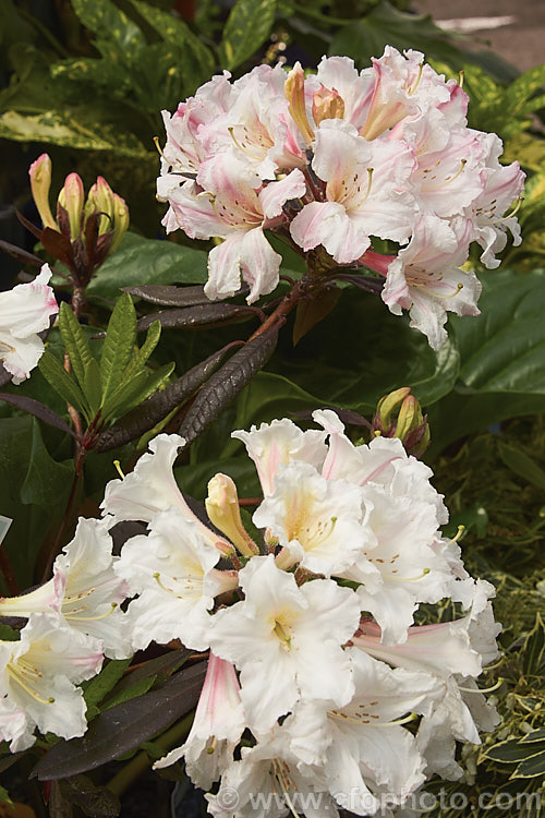 Rhododendron 'Martha. Isaacson', this azaleodenron is a cross between the deciduous azalea species. Rhododendron occidentale and the evergreen hybrid 'Mrs Donald. Graham' made by Van. Veen of the United States in the early 1950s . It is evergreen to semi-deciduous and like most azaleodendrons is a rather open bush with narrow bronze green foliage. It will ultimately grow to over 2m high and wide