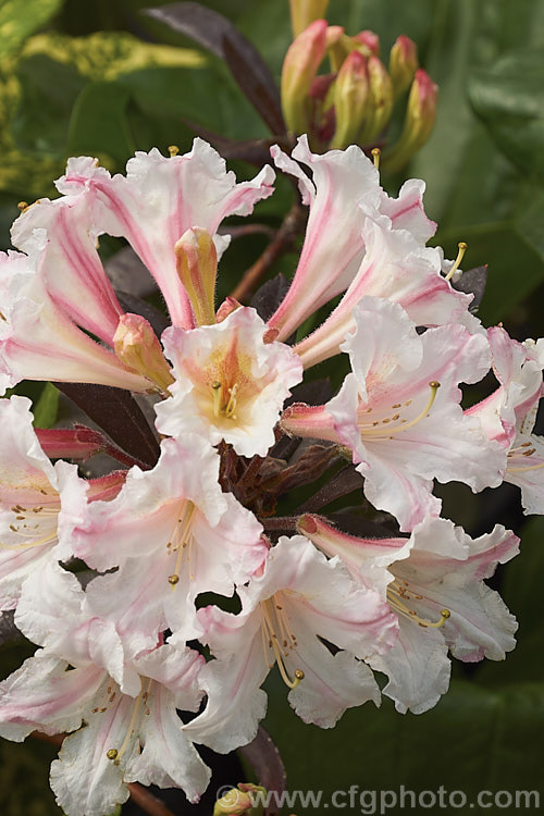 Rhododendron 'Martha. Isaacson', this azaleodenron is a cross between the deciduous azalea species. Rhododendron occidentale and the evergreen hybrid 'Mrs Donald. Graham' made by Van. Veen of the United States in the early 1950s . It is evergreen to semi-deciduous and like most azaleodendrons is a rather open bush with narrow bronze green foliage. It will ultimately grow to over 2m high and wide