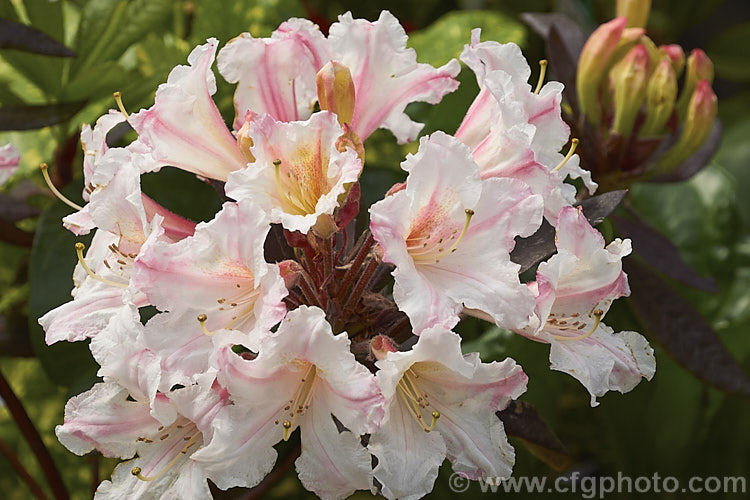 Rhododendron 'Martha. Isaacson', this azaleodenron is a cross between the deciduous azalea species. Rhododendron occidentale and the evergreen hybrid 'Mrs Donald. Graham' made by Van. Veen of the United States in the early 1950s . It is evergreen to semi-deciduous and like most azaleodendrons is a rather open bush with narrow bronze green foliage. It will ultimately grow to over 2m high and wide
