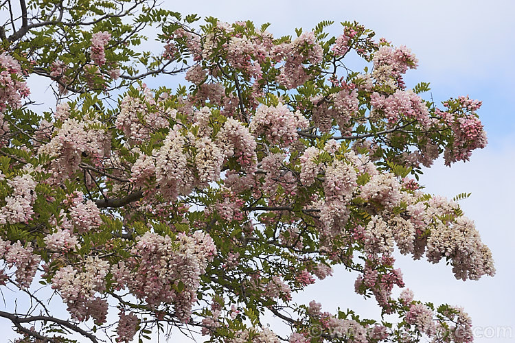 Robinia x ambigua 'Decaisneana', a soft pink-flowered cultivar of a cross between Robinia pseudoacacia and Robinia viscosa. It is a spreading, spring-flowering deciduous that grows to around 8m high and at least as wide. robinia-2218htm'>Robinia.