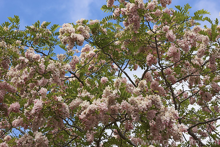 Robinia x ambigua 'Decaisneana', a soft pink-flowered cultivar of a cross between Robinia pseudoacacia and Robinia viscosa. It is a spreading, spring-flowering deciduous that grows to around 8m high and at least as wide. robinia-2218htm'>Robinia.