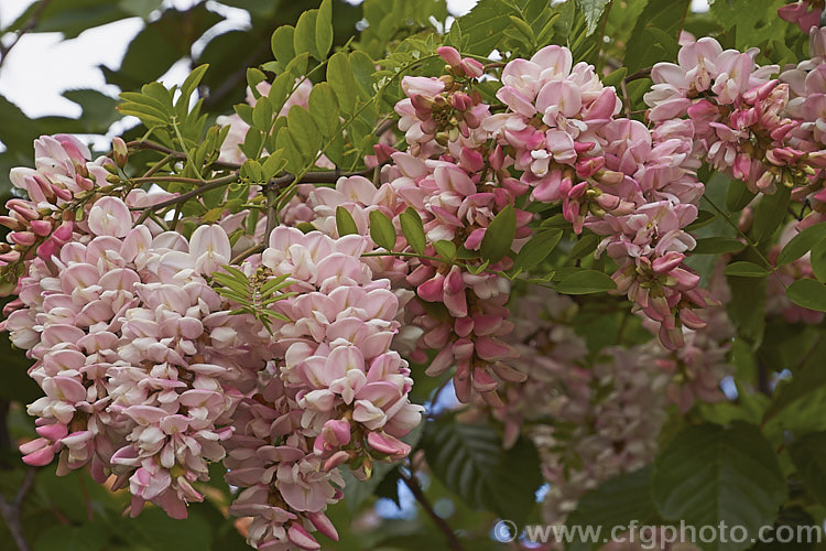 Robinia x ambigua 'Decaisneana', a soft pink-flowered cultivar of a cross between Robinia pseudoacacia and Robinia viscosa. It is a spreading, spring-flowering deciduous that grows to around 8m high and at least as wide. robinia-2218htm'>Robinia.