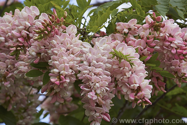 Robinia x ambigua 'Decaisneana', a soft pink-flowered cultivar of a cross between Robinia pseudoacacia and Robinia viscosa. It is a spreading, spring-flowering deciduous that grows to around 8m high and at least as wide. robinia-2218htm'>Robinia.