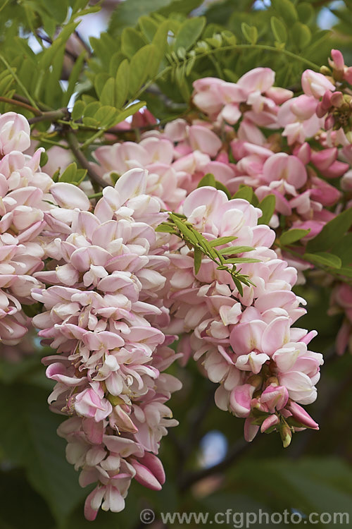 Robinia x ambigua 'Decaisneana', a soft pink-flowered cultivar of a cross between Robinia pseudoacacia and Robinia viscosa. It is a spreading, spring-flowering deciduous that grows to around 8m high and at least as wide. robinia-2218htm'>Robinia.