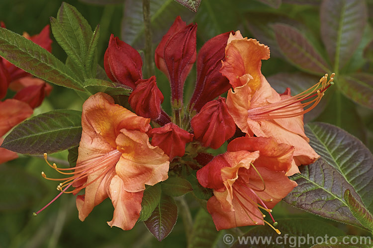 Rhododendron (deciduous azalea</i>) 'Dawn's Glory', an Ilam hybrid of uncertain parentage. It was raised by Edgar. Stead but not widely distributed