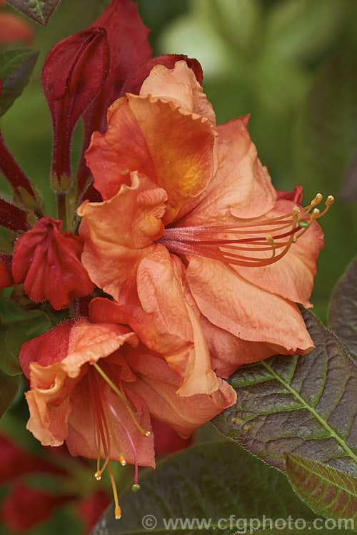 Rhododendron (deciduous azalea</i>) 'Dawn's Glory', an Ilam hybrid of uncertain parentage. It was raised by Edgar. Stead but not widely distributed