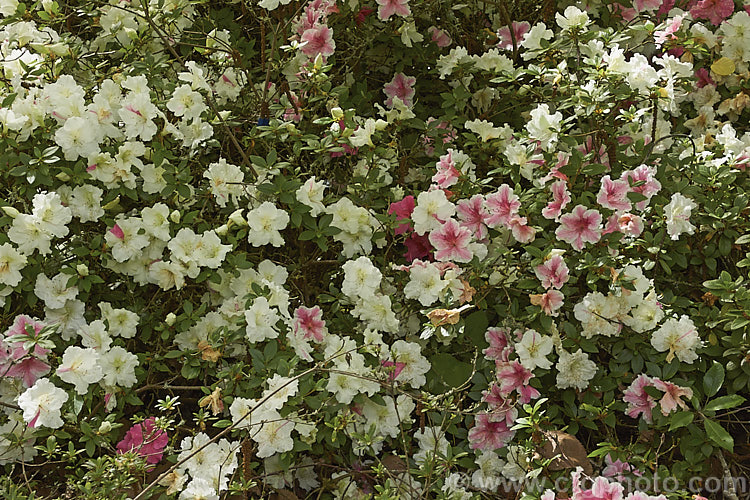 Rhododendron (evergreen azalea</i>) 'Yama. No. Akebono', a Satsuki cultivar that shows a wide range of flower colours from pure white through large pink splashes and sectors to all-pink flowers. It has a low, spreading growth habit