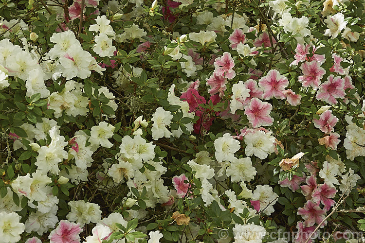Rhododendron (evergreen azalea</i>) 'Yama. No. Akebono', a Satsuki cultivar that shows a wide range of flower colours from pure white through large pink splashes and sectors to all-pink flowers. It has a low, spreading growth habit