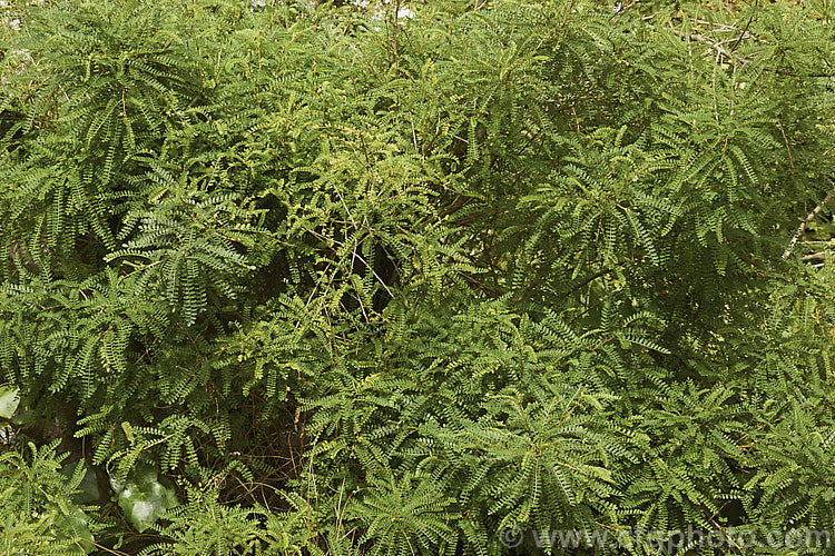The foliage of the Cook. Strait. Kowhai (<i>Sophora molloyi</i>). Formerly classified as a form of Sophora microphylla, this plant was recognised as a a distinct species in 2001. It is a near evergreen shrub up to around 2m high and wide. It occurs on the islands of Cook. Strait and nearby parts of coastal. Marlborough, New Zealand Its small golden yellow flowers open from late winter. sophora-2142htm'>Sophora.