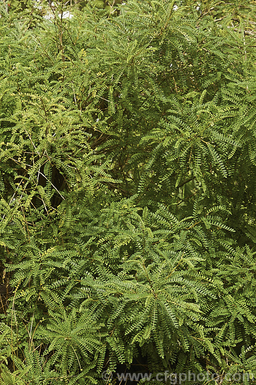 The foliage of the Cook. Strait. Kowhai (<i>Sophora molloyi</i>). Formerly classified as a form of Sophora microphylla, this plant was recognised as a a distinct species in 2001. It is a near evergreen shrub up to around 2m high and wide. It occurs on the islands of Cook. Strait and nearby parts of coastal. Marlborough, New Zealand Its small golden yellow flowers open from late winter. sophora-2142htm'>Sophora.
