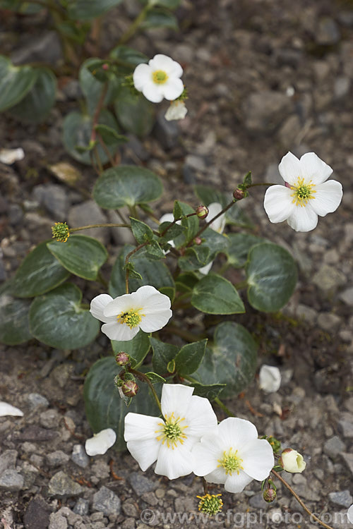 Parnassis-leaved Buttercup (<i>Ranunculus parnassifolia</i>), a late spring- to early summer-flowering perennial native to the Pyrenees. In cultivation it is usually grown as rockery plant or in alpine houses. Order: Ranunculales, Family: Ranunculaceae