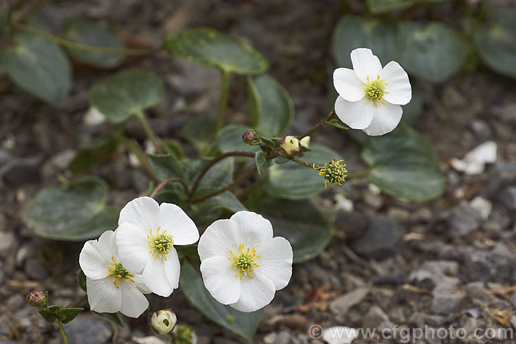 Parnassis-leaved Buttercup (<i>Ranunculus parnassifolia</i>), a late spring- to early summer-flowering perennial native to the Pyrenees. In cultivation it is usually grown as rockery plant or in alpine houses. Order: Ranunculales, Family: Ranunculaceae