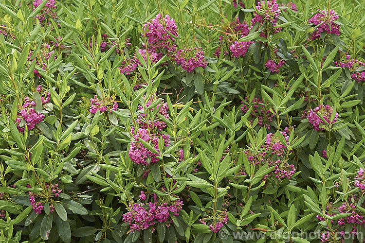 Kalmia angustifolia 'Rubra' (syn 'Pumila'), a dark pink-flowered cultivar of the Sheep. Laurel or Lambkill, a low-growing, evergreen, suckering shrub native to the eastern United States. It grows to around 1m tall and flowers in spring and early summer. kalmia-2456htm'>Kalmia. Order: Ericales, Family: Ericaceae