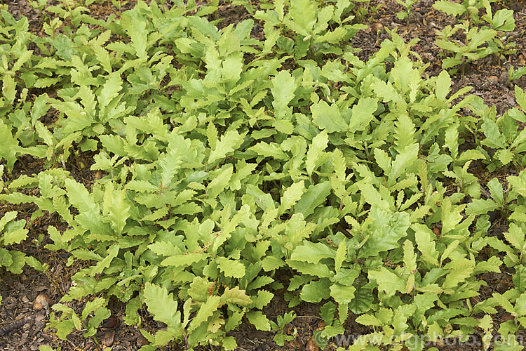 A thicket of seedlings of Turkey Oak (<i>Quercus cerris</i>), a deciduous tree, up to 40m tall, native to central and southern Europe and western Asia