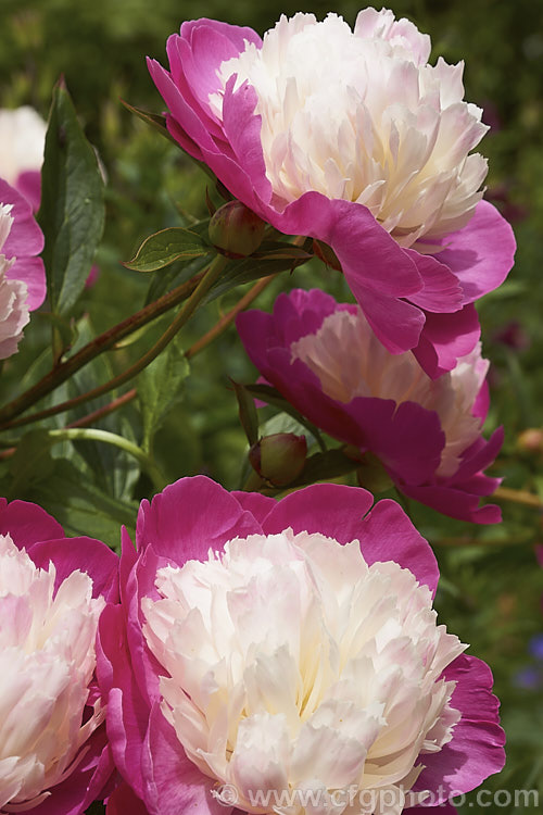 Paeonia 'Gay. Paree', a 1933. Paeonia lactiflora hybrid with an interesting combination of deep pink guard petals and a pale pink petaloid centre, sometimes known as a Japanese form peony flower. paeonia-2089htm'>Peony. <a href='paeoniaceae-plant-family-photoshtml'>Paeoniaceae</a>.
