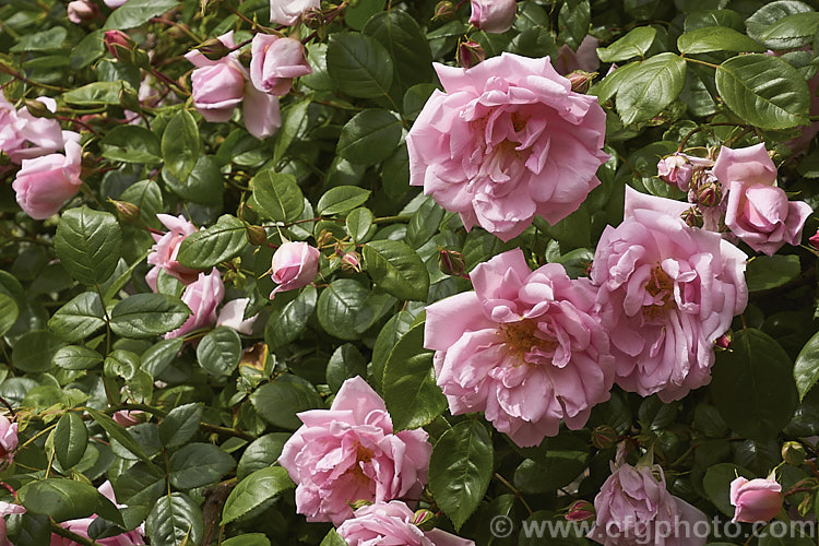 Rosa 'Alida Lovett' ('Souvenir de President Carnot' x Rosa wichuraiana</i>), a Wichuraiana Rambler rose raised by van Fleet of the United States in 1905 but not introduced until 1917. Order: Rosales, Family: Rosaceae