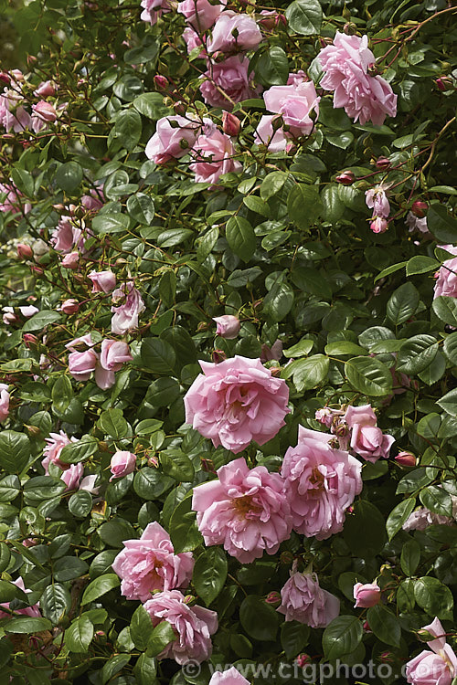 Rosa 'Alida Lovett' ('Souvenir de President Carnot' x Rosa wichuraiana</i>), a Wichuraiana Rambler rose raised by van Fleet of the United States in 1905 but not introduced until 1917. Order: Rosales, Family: Rosaceae