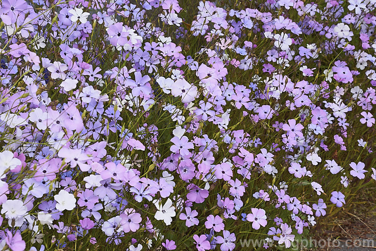 Rose of Heaven (<i>Silene coeli-rosa [syn. Viscaria elegans]), a 50cm high, summer-flowering Mediterranean annual widely cultivated as a bedding plant and available in several strains and colours. silene-2496htm'>Silene. Order: Caryophyllales, Family: Caryophyllaceae