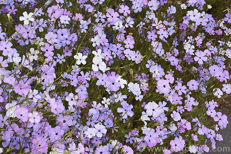 Rose of Heaven (<i>Silene coeli-rosa [syn. Viscaria elegans]), a 50cm high, summer-flowering Mediterranean annual widely cultivated as a bedding plant and available in several strains and colours. silene-2496htm'>Silene. Order: Caryophyllales, Family: Caryophyllaceae