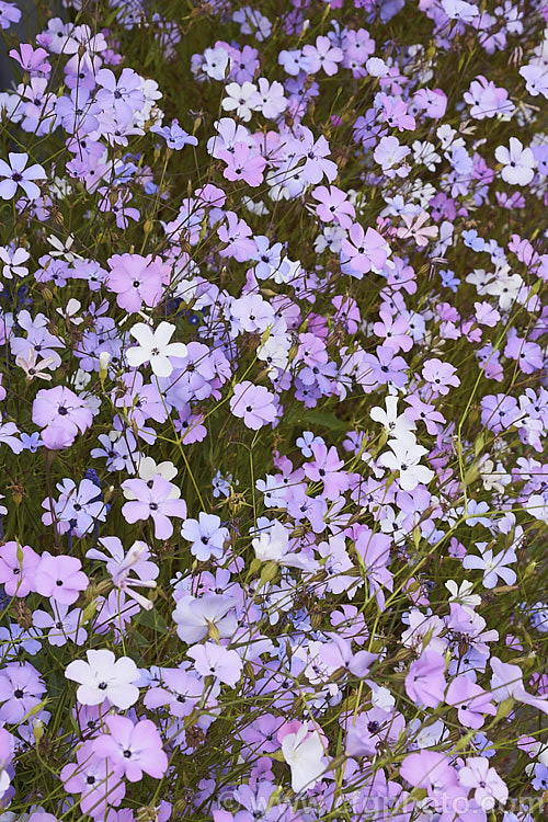 Rose of Heaven (<i>Silene coeli-rosa [syn. Viscaria elegans]), a 50cm high, summer-flowering Mediterranean annual widely cultivated as a bedding plant and available in several strains and colours. silene-2496htm'>Silene. Order: Caryophyllales, Family: Caryophyllaceae