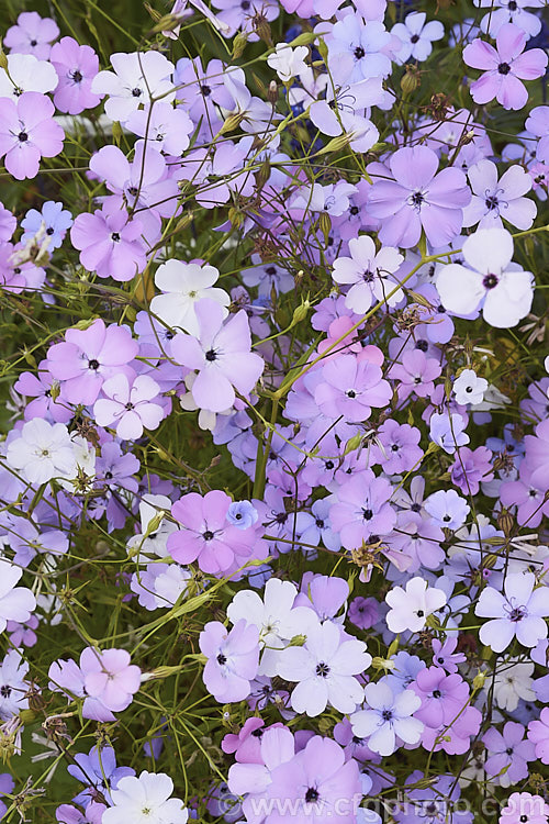 Rose of Heaven (<i>Silene coeli-rosa [syn. Viscaria elegans]), a 50cm high, summer-flowering Mediterranean annual widely cultivated as a bedding plant and available in several strains and colours. silene-2496htm'>Silene. Order: Caryophyllales, Family: Caryophyllaceae