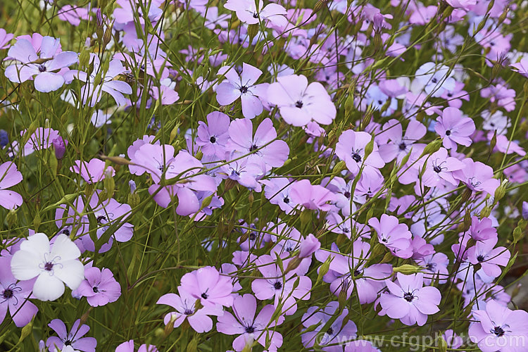 Rose of Heaven (<i>Silene coeli-rosa [syn. Viscaria elegans]), a 50cm high, summer-flowering Mediterranean annual widely cultivated as a bedding plant and available in several strains and colours. silene-2496htm'>Silene. Order: Caryophyllales, Family: Caryophyllaceae