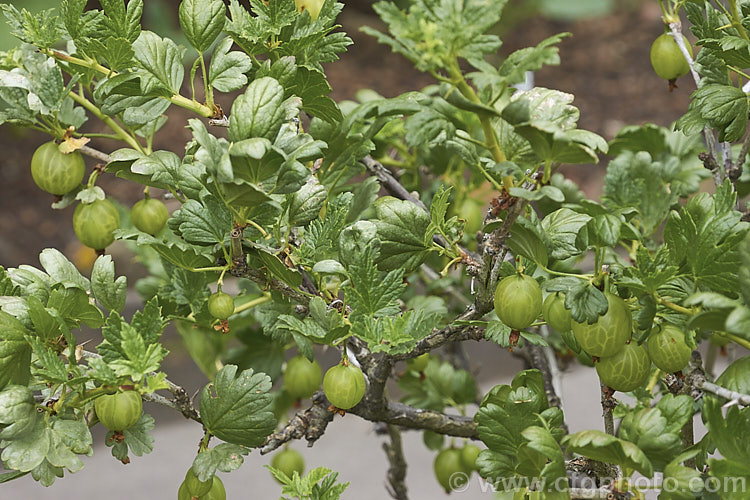 Gooseberry (<i>Ribes uva-crispa</i>), a thorny-stemmed deciduous shrub found in various forms from northeastern Europe to North Africa. It has insignificant yellow-green spring flowers that are followed by tart, bristly green fruit that redden somewhat when ripe