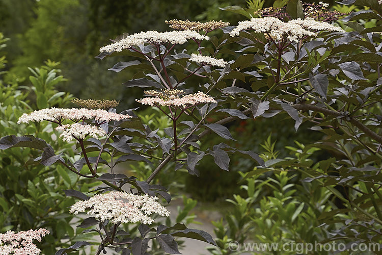 Black Elderberry (<i>Sambucus nigra 'Purpurea'), a cultivar of a Eurasian deciduous shrub that often naturalises and can become a weed 'Purpurea' differs markedly from the species, being more compact and having very dark purple-bronze foliage with heads of small, very pale pink to white flowers that open from pale pink buds. Order: Dipsacales, Family: Adoxaceae