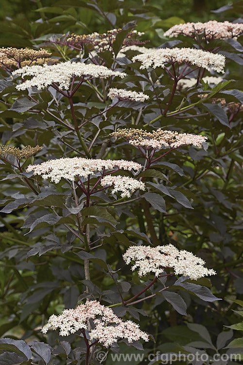 Black Elderberry (<i>Sambucus nigra 'Purpurea'), a cultivar of a Eurasian deciduous shrub that often naturalises and can become a weed 'Purpurea' differs markedly from the species, being more compact and having very dark purple-bronze foliage with heads of small, very pale pink to white flowers that open from pale pink buds. Order: Dipsacales, Family: Adoxaceae