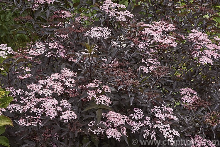 Black Beauty Elderberry (<i>Sambucus nigra 'Black Beauty'), a purple-red foliaged cultivar of a spring-flowering Eurasian deciduous shrub that often naturalises and can become a weed. Its flowers and fruit can be used for wine-making 'Black Beauty' has tiny pink flowers that op[en from darker buds. The effect is similar to 'Black Lace' except that the leaflets are entire rather than finely divided like those of 'Black Lace'. Order: Dipsacales, Family: Adoxaceae