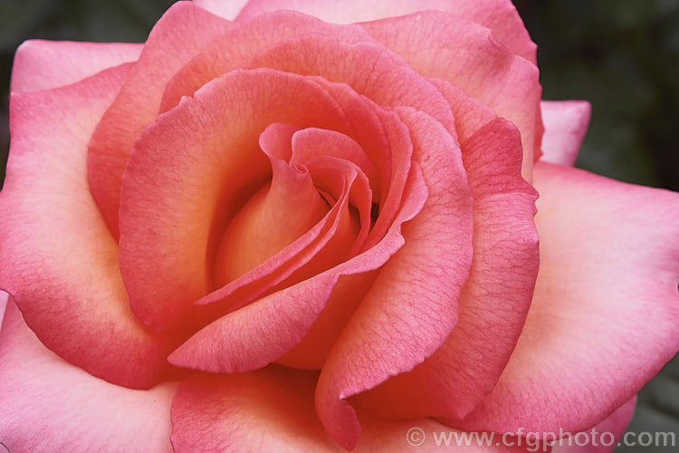 Rosa 'Paddy. Stephens' ('Solitaire' x seedling</i>), a medium-sized. Large-flowered (<i>Hybrid Tea</i>) bush raised by McGredy of New Zealand and introduced in 1991. Order: Rosales, Family: Rosaceae