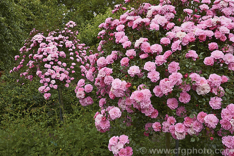 Rosa 'Pink Bells' a spreading. Miniature Rose raised by Poulsen of Denmark in 1983. It is shown here trained as a weeping standard, which is the way it is most commonly grown. Order: Rosales, Family: Rosaceae