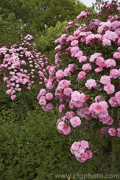 Rosa 'Pink Bells' a spreading. Miniature Rose raised by Poulsen of Denmark in 1983. It is shown here trained as a weeping standard, which is the way it is most commonly grown. Order: Rosales, Family: Rosaceae