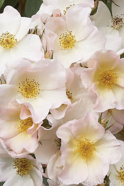 Rosa 'Sally. Holmes' ('Ivory. Fashion' x 'Ballerina'),a. Modern. Shrub rose raised by Holmes of England and introduced in 1976. It is large, bushy and heavy-flowering. Order: Rosales, Family: Rosaceae