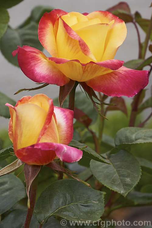 Rosa 'Sunset', a Hybrid Tea rose of unknown origin. Order: Rosales, Family: Rosaceae