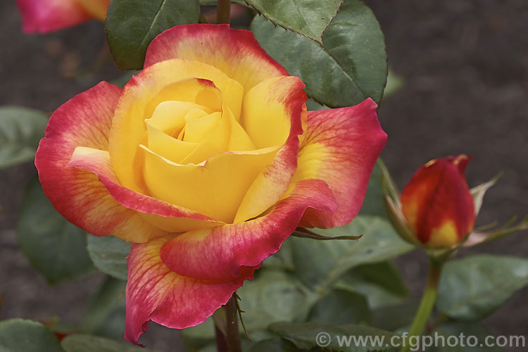 Rosa 'Sunset', a Hybrid Tea rose of unknown origin. Order: Rosales, Family: Rosaceae