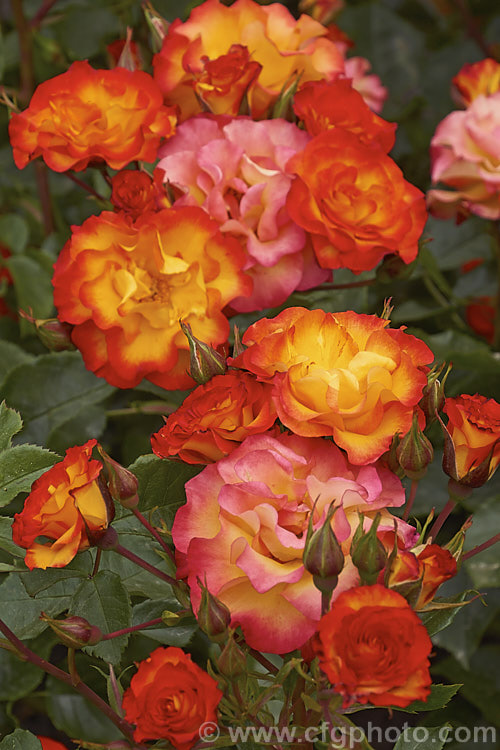 Rosa 'Wildcat', a 12m tall Floribunda rose with orange and gold flower reminiscent of 'Playboy'. Raised by Dickson of Northern Ireland around 2008. Order: Rosales, Family: Rosaceae