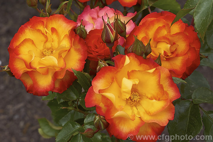 Rosa 'Wildcat', a 12m tall Floribunda rose with orange and gold flower reminiscent of 'Playboy'. Raised by Dickson of Northern Ireland around 2008. Order: Rosales, Family: Rosaceae