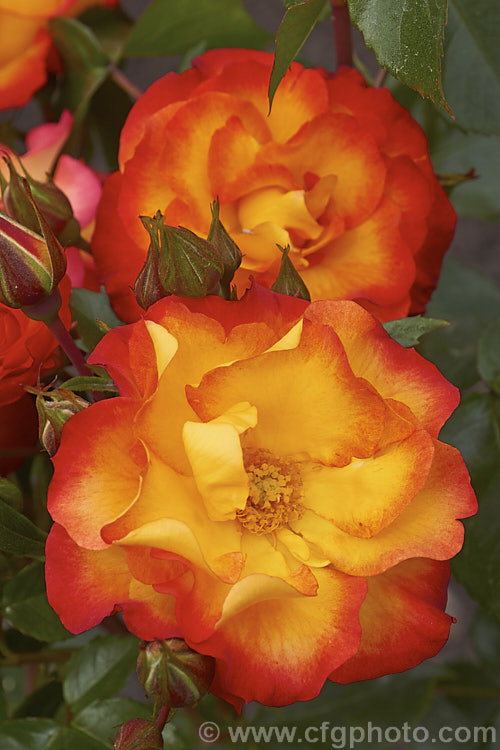 Rosa 'Wildcat', a 12m tall Floribunda rose with orange and gold flower reminiscent of 'Playboy'. Raised by Dickson of Northern Ireland around 2008. Order: Rosales, Family: Rosaceae
