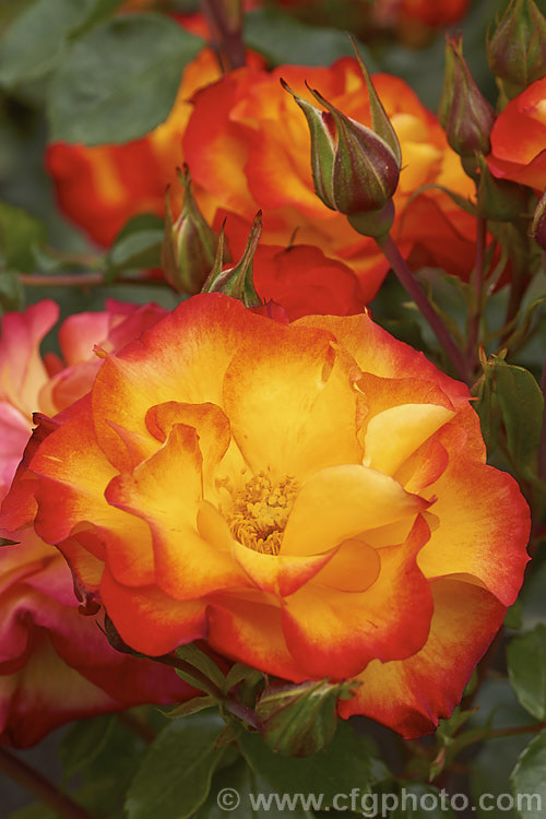 Rosa 'Wildcat', a 12m tall Floribunda rose with orange and gold flower reminiscent of 'Playboy'. Raised by Dickson of Northern Ireland around 2008. Order: Rosales, Family: Rosaceae