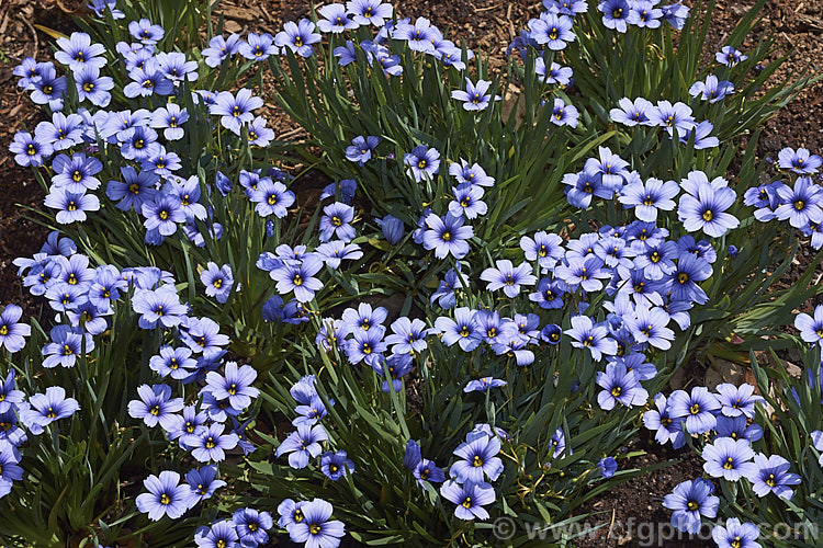 Sisyrinchium 'Devon. Skies', a British-raised Blue-eyed. Grass hybrid that is similar to Sisyrinchium bellum but flowers later and for longer. It makes quite a dense foliage clump and is around 25cm high when in flower