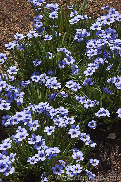Sisyrinchium 'Devon. Skies', a British-raised Blue-eyed. Grass hybrid that is similar to Sisyrinchium bellum but flowers later and for longer. It makes quite a dense foliage clump and is around 25cm high when in flower